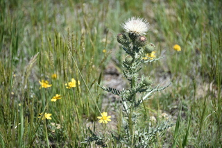 Filename=DSC_5876.JPG
Filesize=18179KiB
Dimensions=7360x4912
Date added=Sep 19, 2019 DSC_5876.JPG