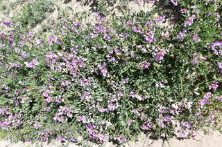 Filename=DSC_5914.JPG
Filesize=27921KiB
Dimensions=7360x4912
Date added=Sep 19, 2019 DSC_5914.JPG