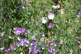 Filename=DSC_5917.JPG
Filesize=18993KiB
Dimensions=7360x4912
Date added=Sep 19, 2019 DSC_5917.JPG