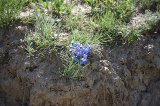 Filename=DSC_5923.JPG
Filesize=20502KiB
Dimensions=7360x4912
Date added=Sep 19, 2019 DSC_5923.JPG