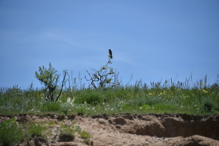 Filename=DSC_5926.JPG
Filesize=16175KiB
Dimensions=7360x4912
Date added=Sep 19, 2019 DSC_5926.JPG