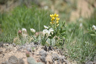 Filename=DSC_5952.JPG
Filesize=17669KiB
Dimensions=7360x4912
Date added=Sep 19, 2019 DSC_5952.JPG