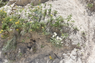 Filename=DSC_5976.JPG
Filesize=27953KiB
Dimensions=7360x4912
Date added=Sep 19, 2019 DSC_5976.JPG