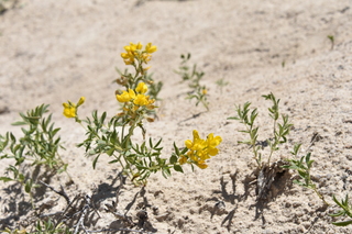 Filename=DSC_5978.JPG
Filesize=16746KiB
Dimensions=7360x4912
Date added=Sep 19, 2019 DSC_5978.JPG