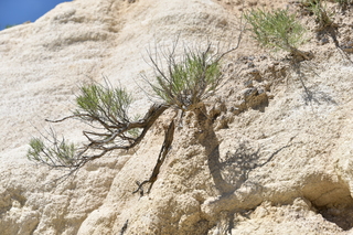 Filename=DSC_6056.JPG
Filesize=23984KiB
Dimensions=7360x4912
Date added=Sep 19, 2019 DSC_6056.JPG