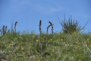 Filename=DSC_6132.JPG
Filesize=19246KiB
Dimensions=7360x4912
Date added=Sep 19, 2019 DSC_6132.JPG