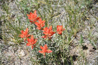 Filename=DSC_6134.JPG
Filesize=18653KiB
Dimensions=7360x4912
Date added=Sep 19, 2019 DSC_6134.JPG