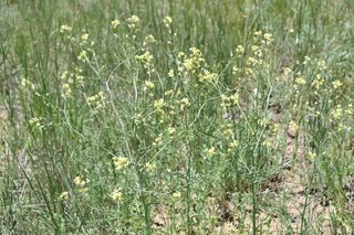 Filename=DSC_6136.JPG
Filesize=20480KiB
Dimensions=7360x4912
Date added=Sep 19, 2019 DSC_6136.JPG