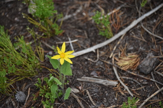 Filename=DSC_6148.JPG
Filesize=16195KiB
Dimensions=7360x4912
Date added=Sep 19, 2019 DSC_6148.JPG