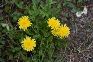 Filename=DSC_6153.JPG
Filesize=16107KiB
Dimensions=7360x4912
Date added=Sep 19, 2019 DSC_6153.JPG