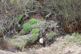 Filename=DSC_6154.JPG
Filesize=28025KiB
Dimensions=7360x4912
Date added=Sep 19, 2019 DSC_6154.JPG