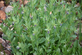 Filename=DSC_6159.JPG
Filesize=18024KiB
Dimensions=7360x4912
Date added=Sep 19, 2019 DSC_6159.JPG