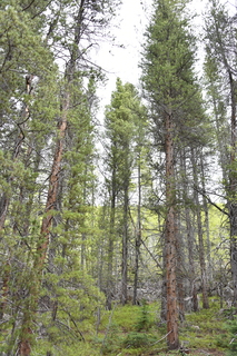 Filename=DSC_6166.JPG
Filesize=24254KiB
Dimensions=4912x7360
Date added=Sep 19, 2019 DSC_6166.JPG