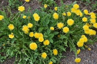 Filename=DSC_6172.JPG
Filesize=19865KiB
Dimensions=7360x4912
Date added=Sep 19, 2019 DSC_6172.JPG