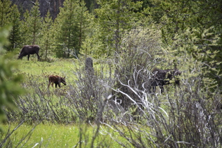 Filename=DSC_6302.JPG
Filesize=21842KiB
Dimensions=7360x4912
Date added=Sep 19, 2019 DSC_6302.JPG