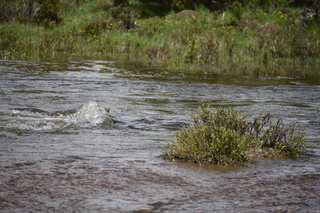 Filename=DSC_6338.JPG
Filesize=19821KiB
Dimensions=7360x4912
Date added=Sep 19, 2019 DSC_6338.JPG