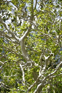 Filename=DSC_6397.JPG
Filesize=17052KiB
Dimensions=4912x7360
Date added=Sep 19, 2019 DSC_6397.JPG