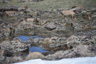 Filename=DSC_6487.JPG
Filesize=19831KiB
Dimensions=7360x4912
Date added=Sep 19, 2019 DSC_6487.JPG