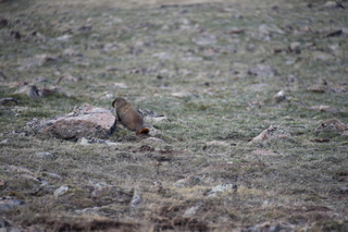 Filename=DSC_6495.JPG
Filesize=18180KiB
Dimensions=7360x4912
Date added=Sep 19, 2019 DSC_6495.JPG