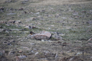 Filename=DSC_6496.JPG
Filesize=17775KiB
Dimensions=7360x4912
Date added=Sep 19, 2019 DSC_6496.JPG