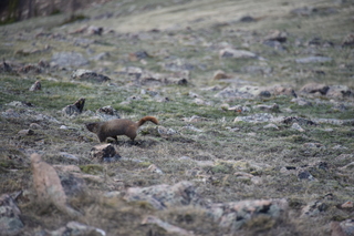 Filename=DSC_6498.JPG
Filesize=17339KiB
Dimensions=7360x4912
Date added=Sep 19, 2019 DSC_6498.JPG