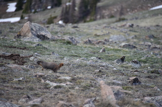 Filename=DSC_6499.JPG
Filesize=17121KiB
Dimensions=7360x4912
Date added=Sep 19, 2019 DSC_6499.JPG