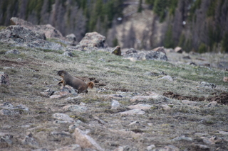 Filename=DSC_6500.JPG
Filesize=17734KiB
Dimensions=7360x4912
Date added=Sep 19, 2019 DSC_6500.JPG