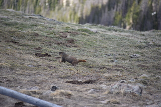 Filename=DSC_6502.JPG
Filesize=18772KiB
Dimensions=7360x4912
Date added=Sep 19, 2019 DSC_6502.JPG