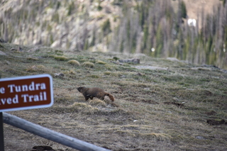 Filename=DSC_6503.JPG
Filesize=18881KiB
Dimensions=7360x4912
Date added=Sep 19, 2019 DSC_6503.JPG