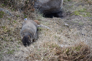 Filename=DSC_6504.JPG
Filesize=21555KiB
Dimensions=7360x4912
Date added=Sep 19, 2019 DSC_6504.JPG