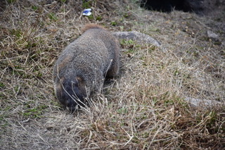 Filename=DSC_6505.JPG
Filesize=21732KiB
Dimensions=7360x4912
Date added=Sep 19, 2019 DSC_6505.JPG