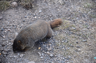 Filename=DSC_6508.JPG
Filesize=22484KiB
Dimensions=7360x4912
Date added=Sep 19, 2019 DSC_6508.JPG