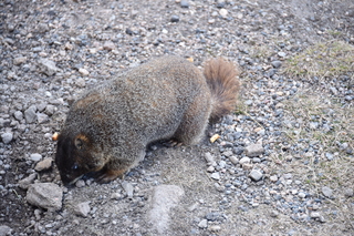 Filename=DSC_6509.JPG
Filesize=22422KiB
Dimensions=7360x4912
Date added=Sep 19, 2019 DSC_6509.JPG