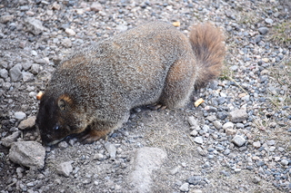 Filename=DSC_6510.JPG
Filesize=22081KiB
Dimensions=7360x4912
Date added=Sep 19, 2019 DSC_6510.JPG