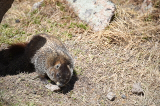 Filename=DSC_6524.JPG
Filesize=22698KiB
Dimensions=7360x4912
Date added=Sep 19, 2019 DSC_6524.JPG