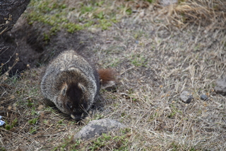 Filename=DSC_6529.JPG
Filesize=19793KiB
Dimensions=7360x4912
Date added=Sep 19, 2019 DSC_6529.JPG