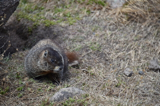 Filename=DSC_6531.JPG
Filesize=19449KiB
Dimensions=7360x4912
Date added=Sep 19, 2019 DSC_6531.JPG