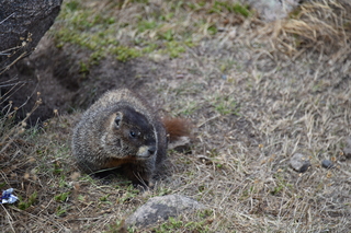 Filename=DSC_6532.JPG
Filesize=19375KiB
Dimensions=7360x4912
Date added=Sep 19, 2019 DSC_6532.JPG