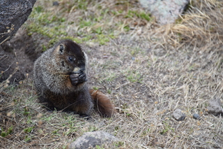 Filename=DSC_6533.JPG
Filesize=19503KiB
Dimensions=7360x4912
Date added=Sep 19, 2019 DSC_6533.JPG