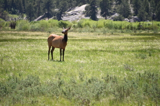 Filename=DSC_6806.JPG
Filesize=19991KiB
Dimensions=7360x4912
Date added=Sep 18, 2019 DSC_6806.JPG