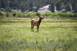 Filename=DSC_6807.JPG
Filesize=19837KiB
Dimensions=7360x4912
Date added=Sep 18, 2019 DSC_6807.JPG