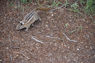 Filename=DSC_6817.JPG
Filesize=21071KiB
Dimensions=7360x4912
Date added=Sep 18, 2019 DSC_6817.JPG