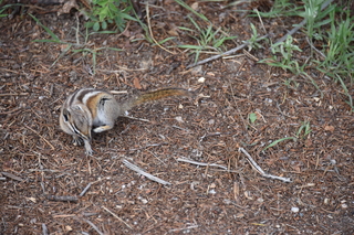 Filename=DSC_6818.JPG
Filesize=21715KiB
Dimensions=7360x4912
Date added=Sep 18, 2019 DSC_6818.JPG