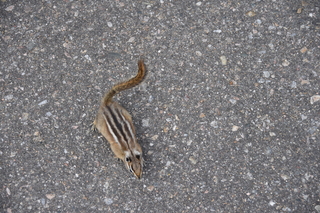 Filename=DSC_6819.JPG
Filesize=22824KiB
Dimensions=7360x4912
Date added=Sep 18, 2019 DSC_6819.JPG