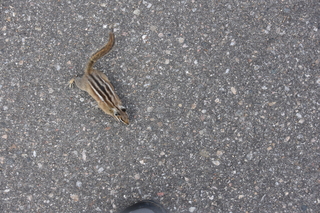 Filename=DSC_6820.JPG
Filesize=24528KiB
Dimensions=7360x4912
Date added=Sep 18, 2019 DSC_6820.JPG