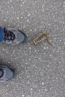 Filename=DSC_6821.JPG
Filesize=21757KiB
Dimensions=4912x7360
Date added=Sep 18, 2019 DSC_6821.JPG