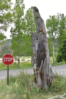 Filename=DSC_6899.JPG
Filesize=22180KiB
Dimensions=4912x7360
Date added=Sep 18, 2019 DSC_6899.JPG