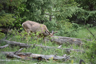 Filename=DSC_6900.JPG
Filesize=21157KiB
Dimensions=7360x4912
Date added=Sep 18, 2019 DSC_6900.JPG