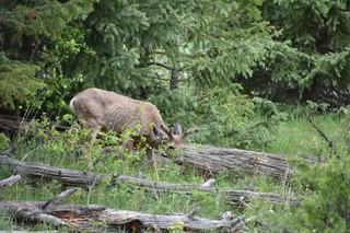 Filename=DSC_6901.JPG
Filesize=21470KiB
Dimensions=7360x4912
Date added=Sep 18, 2019 DSC_6901.JPG