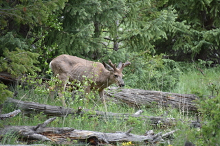 Filename=DSC_6902.JPG
Filesize=21625KiB
Dimensions=7360x4912
Date added=Sep 18, 2019 DSC_6902.JPG